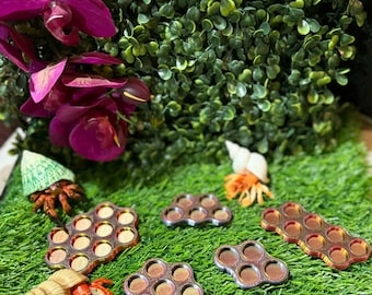 Hermit Crab oil dishes/five choices