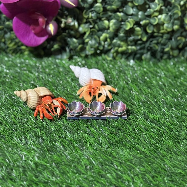 Hermit crab oil dish