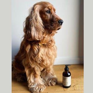 Cocker Spaniel Shampoo – Golden Coat • Hypoallergenic • Natural Shine & Comfort Made In France
