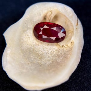 May include: A deep red, oval-cut gemstone with multiple facets reflecting light, resting inside a small, off-white, textured seashell. The gemstone displays a rich, saturated crimson hue and a polished surface, contrasting with the organic, matte texture of the shell.