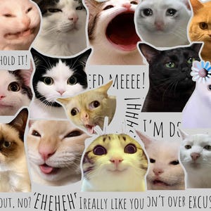 Puede incluir: Un collage de varios rostros de gatos que muestran diversas expresiones, incluyendo miradas gruñonas, sorprendidas y llorosas. La imagen presenta superposiciones de texto como CAN'T HOLD IT, FEED MEEE, I'M DONE, HOW ABOUT, NO, EHEHEH, I REALLY LIKE YOU y EXCUSE ME.
