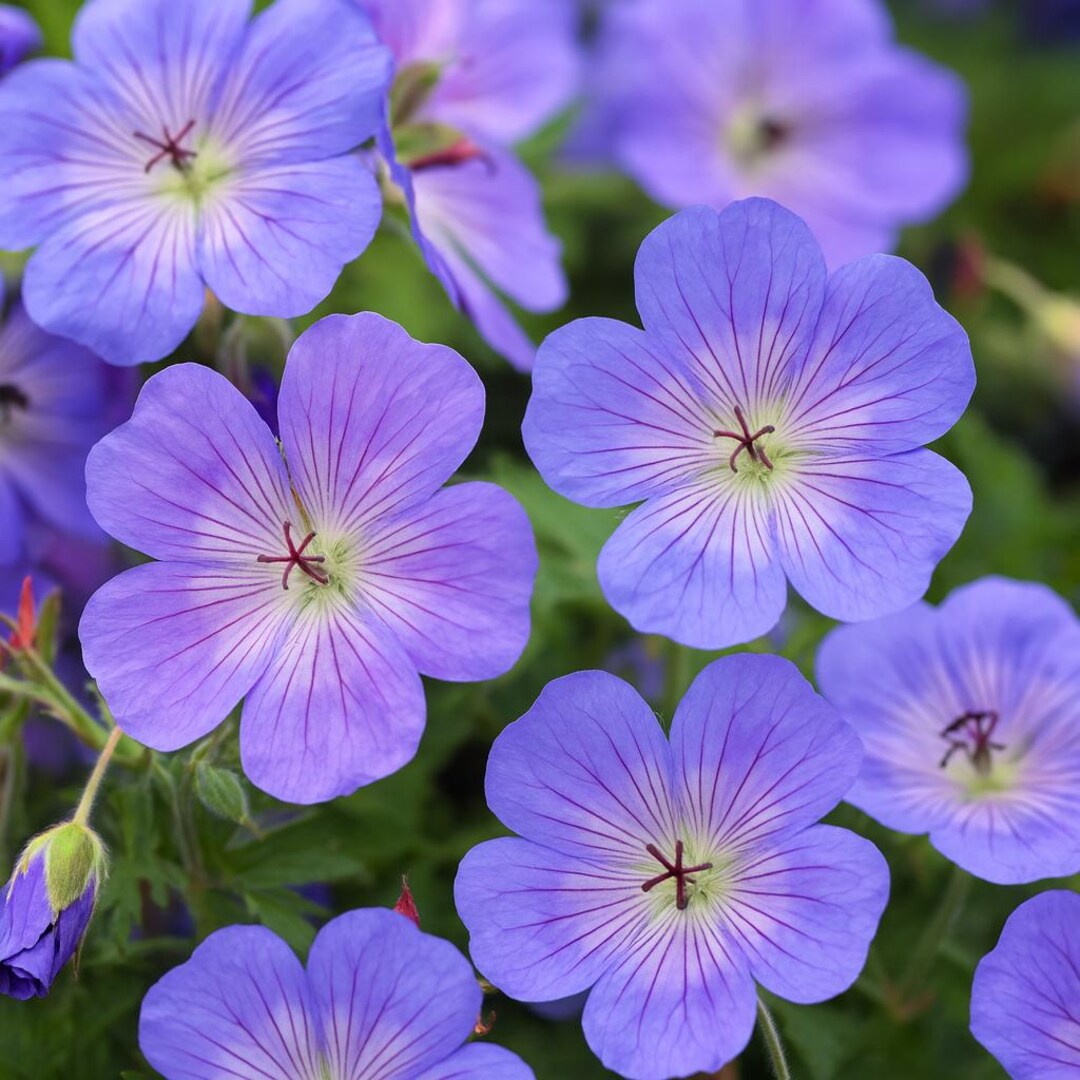 25+ Rozanne (gerwat) Geranium Seeds | Perennial Violet Blue Blooms ...