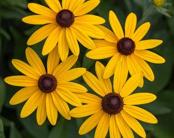 200+ Sweet Coneflower Rudbeckia Seeds | Black-Eyed Susan | Bright Yellow Blooms | Pollinator-Friendly | Easy to Grow
