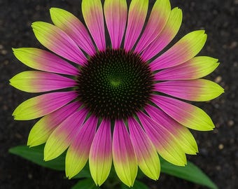 200+ Green Twister Rudbeckia Seeds | Echinacea Purpurea | Unique Bi-Color Blooms | Pollinator-Friendly | Easy to Grow
