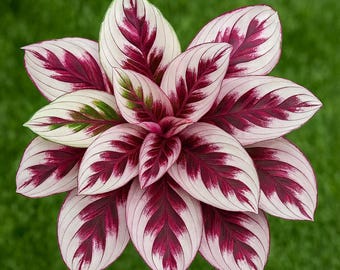 May include: A close-up of a Calathea plant with large, patterned leaves. The leaves are white with deep burgundy markings and a touch of green. The plant is set against a blurred green background.