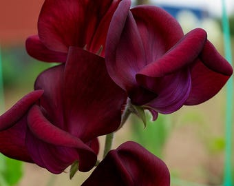 50+ Monty Don Sweet Pea Seeds | Fragrant Annual Flower | Heirloom Lathyrus odoratus | Cottage Garden Vine