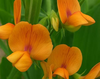 50+  Lathyrus Annuus Sweet Pea Seeds | Rare Annual Pink & White Flower | Fragrant Heirloom Vine