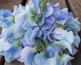 50+ Lunar Blue Sweet Pea Seeds | Rare Blue Lathyrus | Fragrant Annual Flower | Climbing Garden Vine