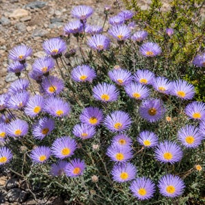 May include: A cluster of purple daisy-like flowers with bright yellow centers and thin, ray-like petals. The flowers grow on slender green stems with small, narrow leaves, emerging from a rocky, arid ground with sparse vegetation.