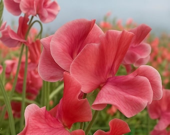 50+ Pink Sweet Pea Seeds | Fragrant Annual Flower | Lathyrus odoratus | Heirloom Cottage Garden Vine