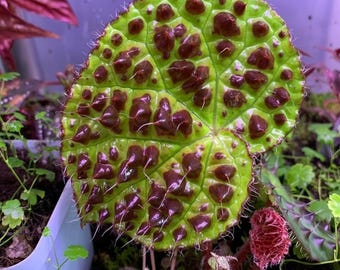 25+ Ferox Begonia Seeds | Rare Spiky Leaf Begonia | Exotic Indoor Plant | Unique Tropical Folia