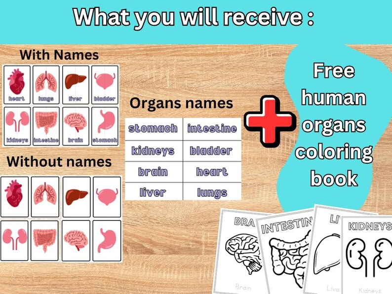 Human Organs Flashcards: Printable Anatomy Matching Game (digital ...