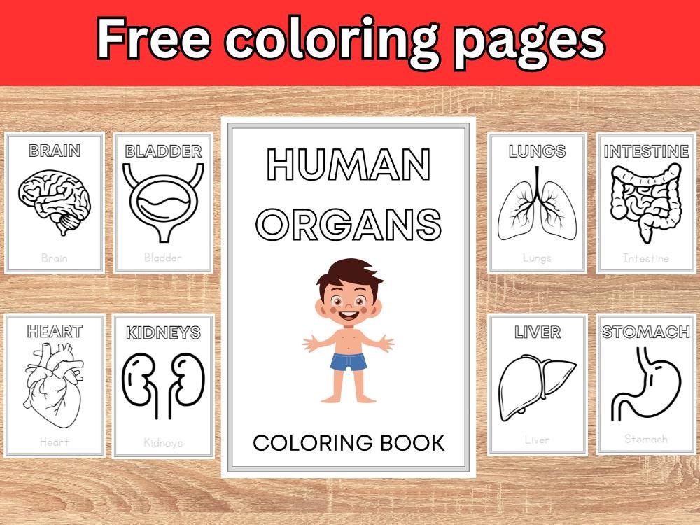 Human Organs Flashcards: Printable Anatomy Matching Game (digital ...
