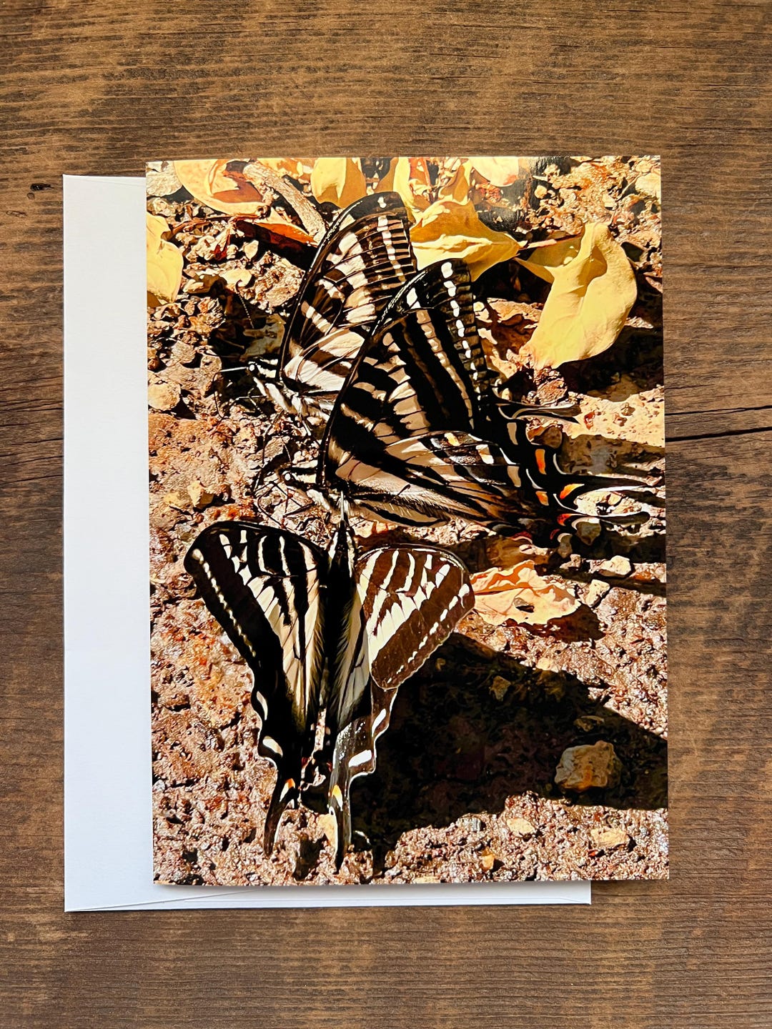 Tiger Swallowtail Butterflies Photo Greeting Card Blank Inside - Etsy