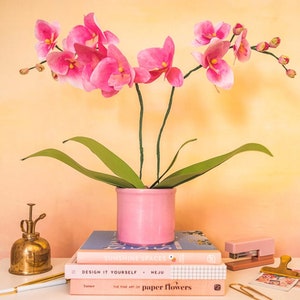 Orchidee di carta, modello SVG e PDF, modello fai da te per fiori di carta