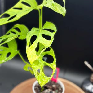 May include: A vibrant green Monstera Adansonii plant with unique hole-filled leaves, potted in a white ceramic pot. The plant is set against a dark background, highlighting its bright color and distinctive leaf structure. The plant is on a wooden surface.