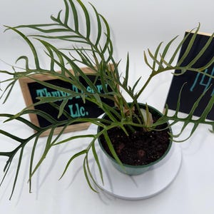 Philodendron Tortum – Exact Plant in 4” Pot – Rare Tropical Aroid