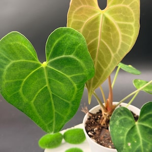 May include: A potted Anthurium plant featuring heart-shaped leaves with prominent veining. One large leaf is deep green, while another is a lighter, yellowish-green hue. The plant is housed in a small white pot containing dark potting soil.