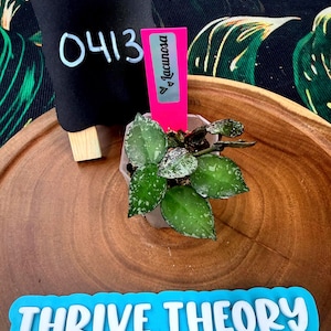 May include: A small potted plant with green leaves and white speckles, labeled "lacunosa" on a pink tag. A black chalkboard with the number "0413" in white is behind the plant. The words "THRIVE THEORY" are on a blue sign.