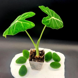 May include: A small Alocasia plant with two vibrant green, heart-shaped leaves featuring prominent light-colored veins. The plant is potted in a clear square plastic container filled with dark soil, positioned upright with visible stems.