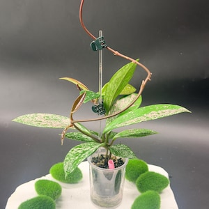 May include: A Hoya plant with variegated green and silver leaves in a clear plastic pot. The plant has a long, thin vine supported by a clear acrylic stake with two small green clips. A small pink marker is visible in the soil.