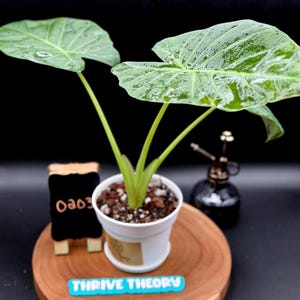 May include: A potted Alocasia plant with large, green leaves, displayed on a wooden round. The plant is in a white pot with soil. A small chalkboard with the number "0303" and a blue "THRIVE THEORY" sign are also present.