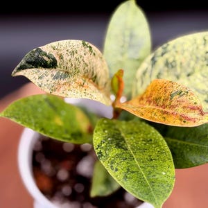 May include: A close-up of a small houseplant in a white pot. The plant has large, variegated leaves with a mix of green, yellow, and orange hues. The leaves have a speckled pattern. The plant sits on a brown surface.
