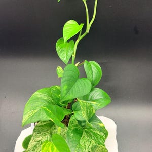 May include: A trailing pothos plant with heart-shaped leaves in shades of vibrant green and creamy yellow variegation. The plant features a long, slender vine extending upward, with dense foliage clustered at the base, all potted in a container.
