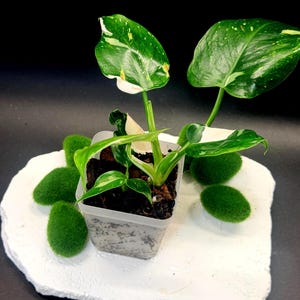 May include: A small variegated Philodendron plant with green and white leaves in a clear square plastic pot. The plant features distinct white splashes and speckles on its foliage. The pot contains dark soil and is visible with its root structure.