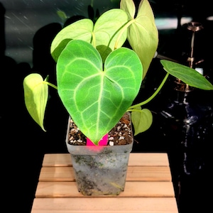 May include: A potted Anthurium plant with large, heart-shaped green leaves. The plant sits in a clear plastic pot on a small wooden platform. The text "THRIVE THEORY" is displayed on a blue background.