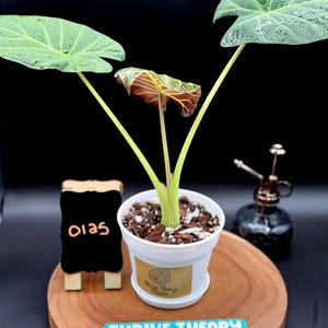 May include: A potted Alocasia plant with large, green leaves and a new, reddish-brown leaf. The plant sits in a white pot on a wooden tray, with a small chalkboard sign that reads "0125". A "Thrive Theory Plants" sticker is visible.
