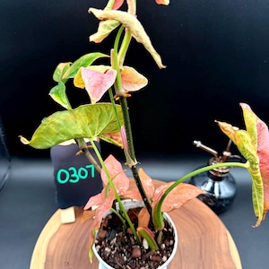 Syngonium Cotton Candy 4in Pot – Exact Plant Listing – Pink Arrowhead Houseplant