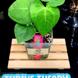 May include: A small potted plant with large, heart-shaped green leaves. The plant sits in a clear plastic pot on a small wooden platform. The text "Thrive Theory" is visible on the pot and on a blue sign below the plant.