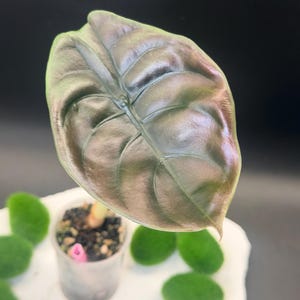 Alocasia Red Cuprea Live Plant | 2 Inch Self-Watering Pot | Corm Grown | Exact Plant Listed
