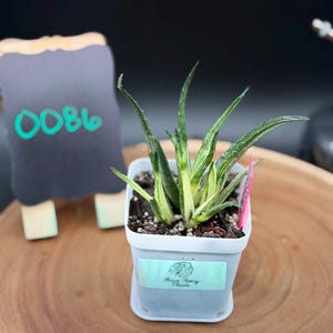 May include: A small potted succulent plant with green and yellow striped leaves. The plant is in a white square pot with a label that reads "Thrive Theory Plants." A small chalkboard with the number "0086" in green is in the background. The word "THRIVE THEORY" is in a blue block.
