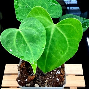May include: A potted plant with large, heart-shaped, bright green leaves. The leaves have visible veins and water droplets. The plant is in a square, gray plastic pot, sitting on a wooden pallet.