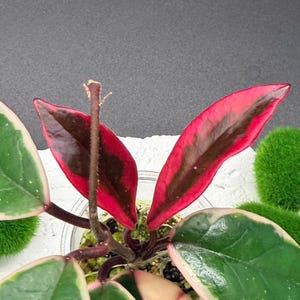 May include: A Hoya plant with variegated leaves featuring dark green centers, cream-colored margins, and vibrant pink to deep red new growth. The plant is potted in a clear container with visible soil and small green moss-like decorative accents.