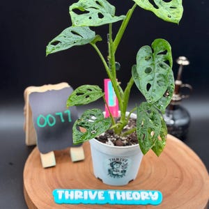 Monstera Adansonii – 4” Decorative Pot - Exact Plant – Swiss Cheese Vine