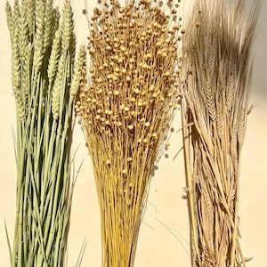 May include: Three distinct bundles of dried botanical stems arranged side by side. The left bundle features green wheat stalks, the centre bundle consists of golden-brown flax seed pods, and the right bundle contains dried beige barley stalks.
