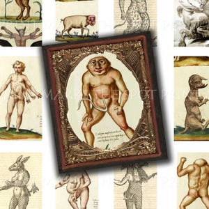 May include: A vintage illustration of a human figure with a tail, depicted in a gold frame. The figure is nude and has a long, thin tail extending from their lower abdomen. The illustration is surrounded by a gold frame with ornate details. The text below the figure reads "Endromys monophysiacus facie cum auro, naso maximo, capiteque uno, brachiis duobus palmis.