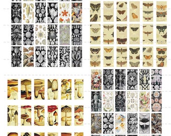 Digital Download Collage Sheet 0.5X1 Inch Mini Domino Vintage Nature Images Sea Life Butterflies Mushrooms Animals Zoology Science (80)