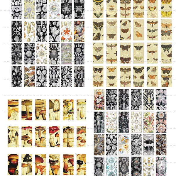 Digital Download Collage Sheet 0.5X1 Inch Mini Domino Vintage Nature Images Sea Life Butterflies Mushrooms Animals Zoology Science (80)