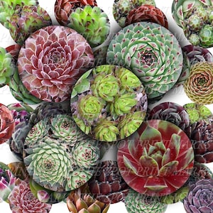 Sempervivum Hart Grey Dawn Witchery Digital Download Collage Sheet Hens & Chicks Hardy Succulents Plants 1&quot; 1 Inch Circles Bottle Caps (22)