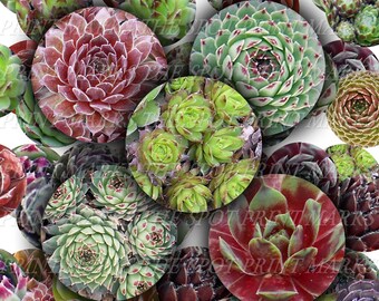 Sempervivum Hart Grey Dawn Witchery Digital Download Collage Sheet Hens & Chicks Hardy Succulents Plants 1" 1 Inch Circles Bottle Caps (22)