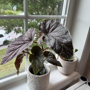 Miss Mummy Begonia