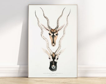 Digital Download Vintage Aesthetic Antique African Antelope Horn Heads Horns Book Art Print John Gray 1830 Animal Illustration Boho Bohemian