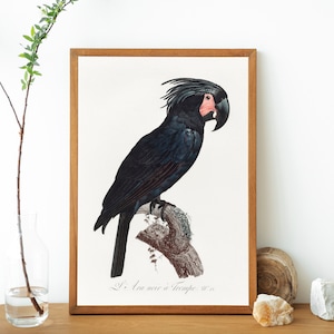Digital Download Print Vintage Art Antique Black Pink Cockatoo Bird Tropical Palm Beach Boho Bohemian Moody Academia Parrot Illustration