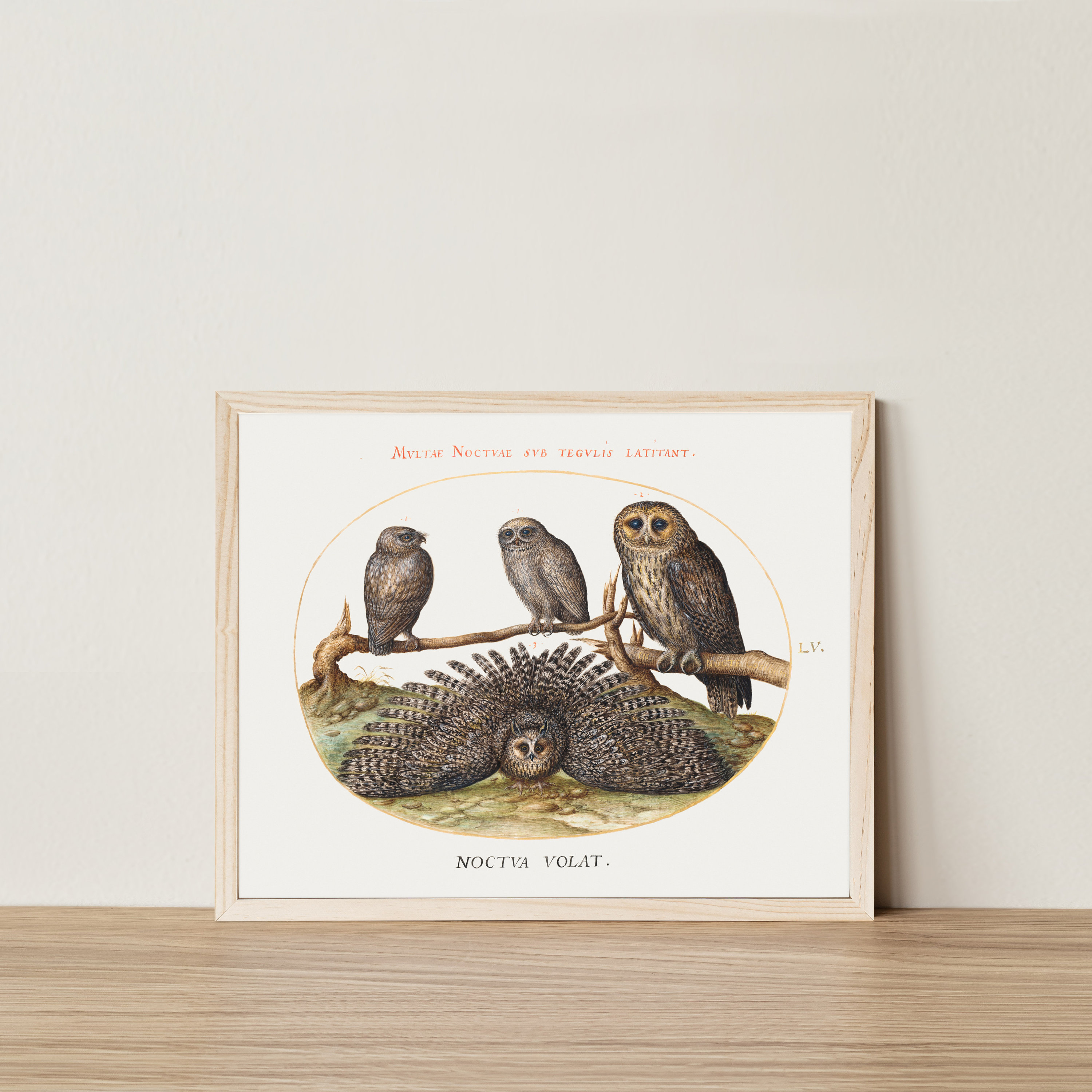 Digital Download Vintage Art Owls Antique Scientific Bird Illustration Farmhouse Fall Halloween Scan
