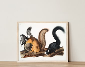 Digital Download Vintage Wall Art Print Antique Squirrels Audubon Scientific Specimen Illustration Farmhouse Light Academia Animal Cabincore