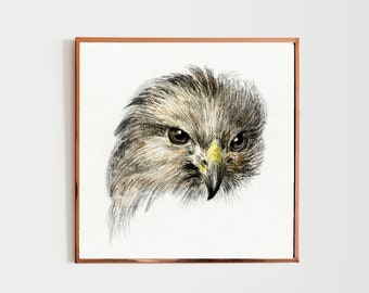 Digital Print Download Vintage Falcon Hawk Eagle Head Portrait 1800s Antique Illustration Sketch Bird Wall Art Boho Animal Eclectic Decor